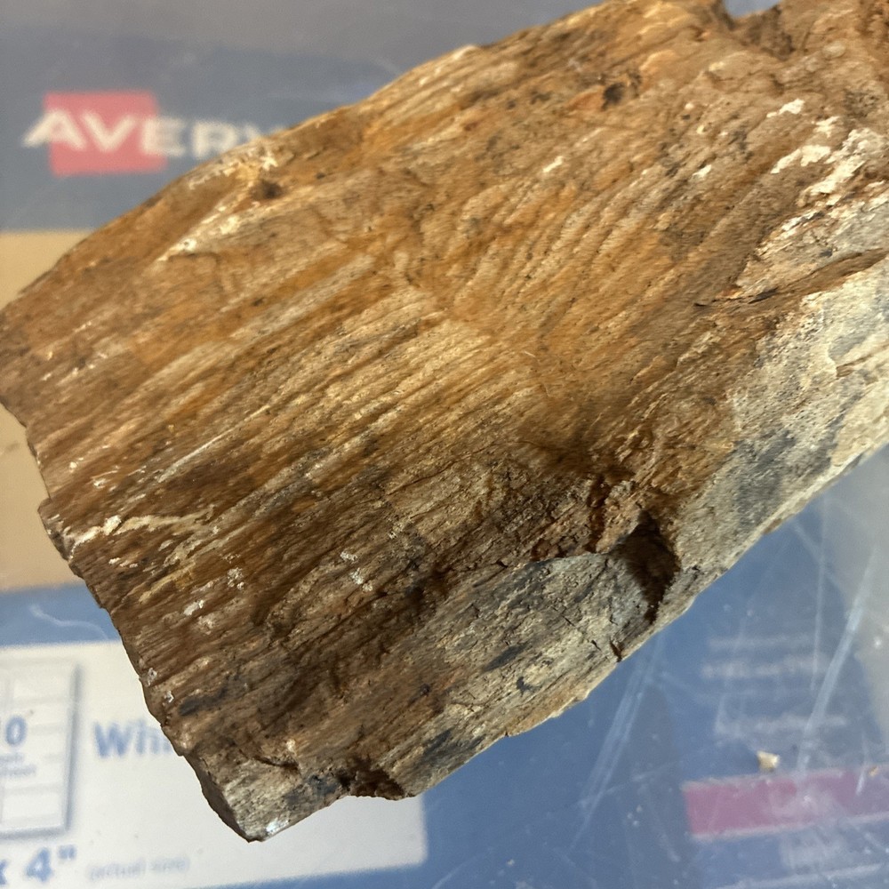 petrified wood rough