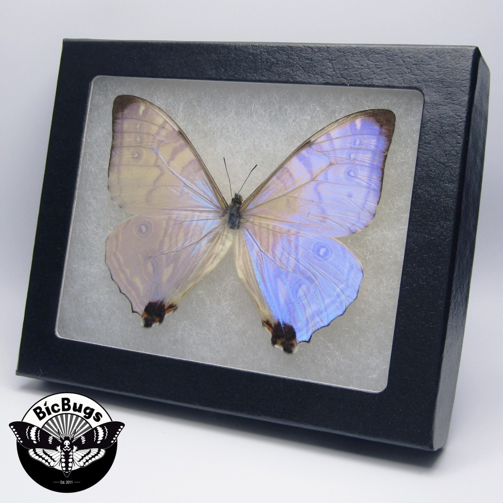 Morpho sulkowski REAL FRAMED BUTTERFLY BLUE PINK PURPLE PERU