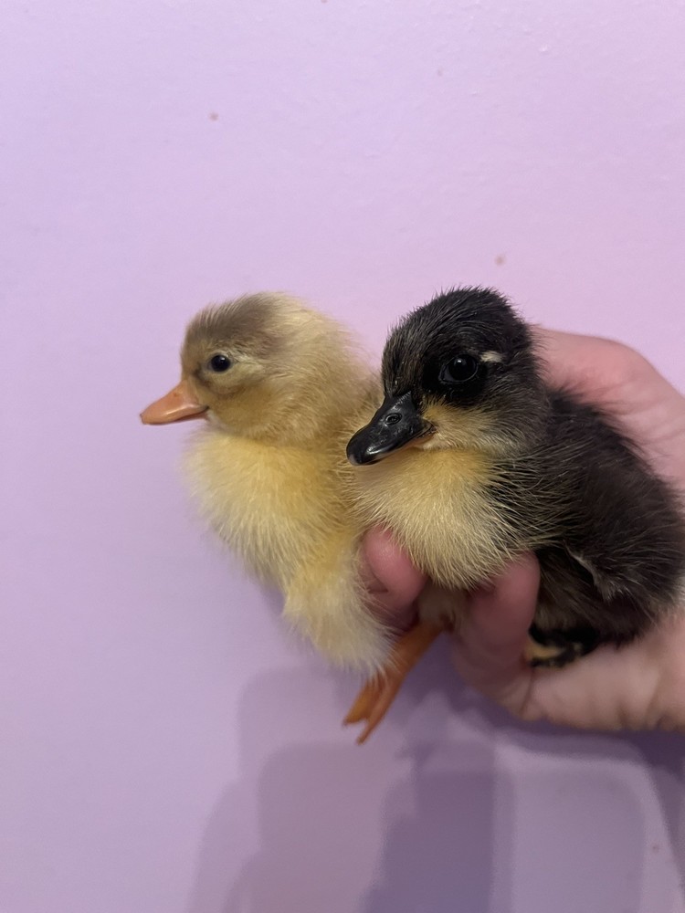 12 Call Duck Hatching Eggs.