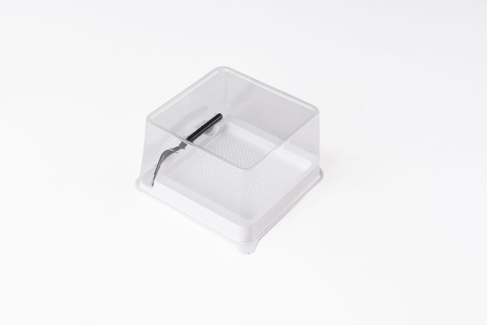 50 PCS ClearRoll Dessert Box 201