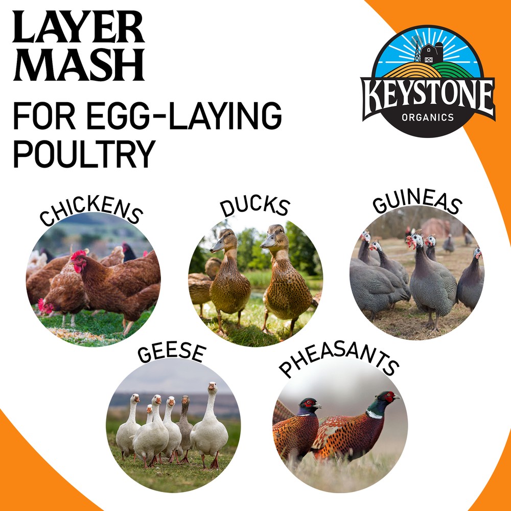 Keystone Organics USDA Layer Mash Chicken Feed, 44lbs