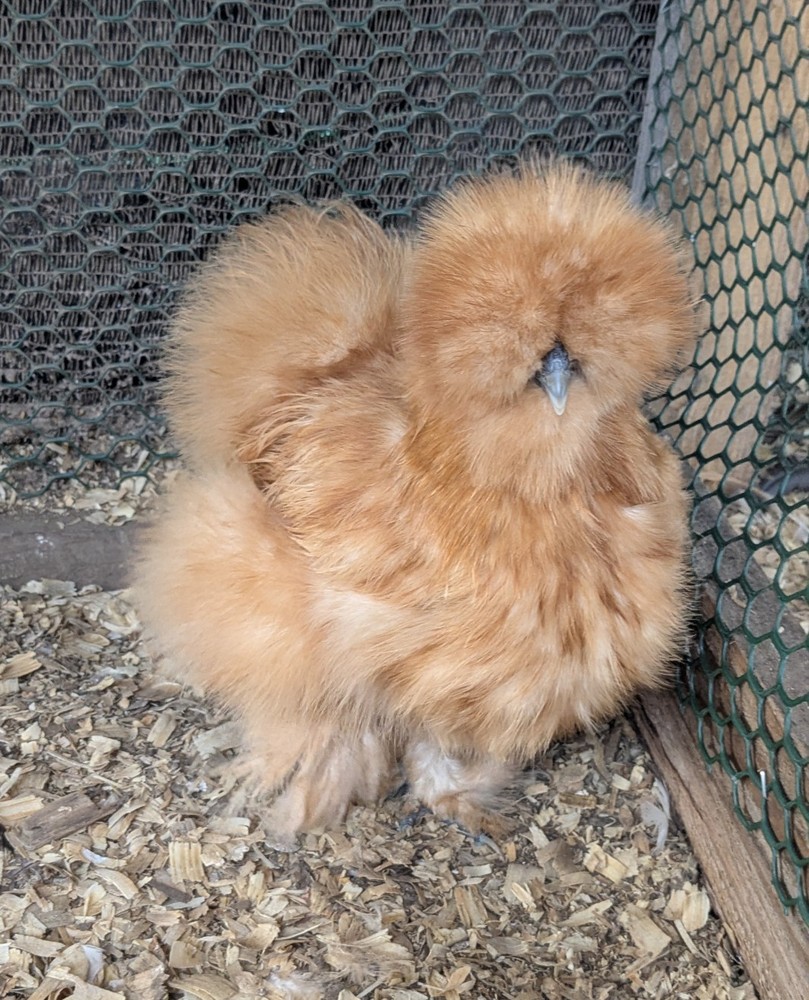 12+ Quality Buff Silkie Eggs NPIP