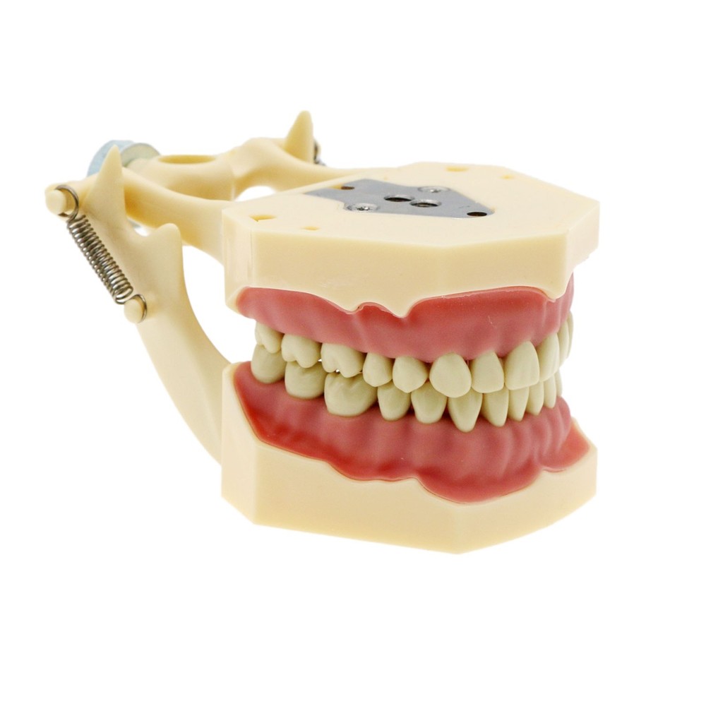 Frasaco AG3 Type Dental Restorative Prep Typodont Model 32Pcs Removable Teeth