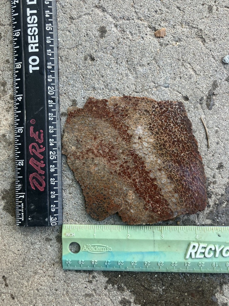 Dinosaur Bone Slab