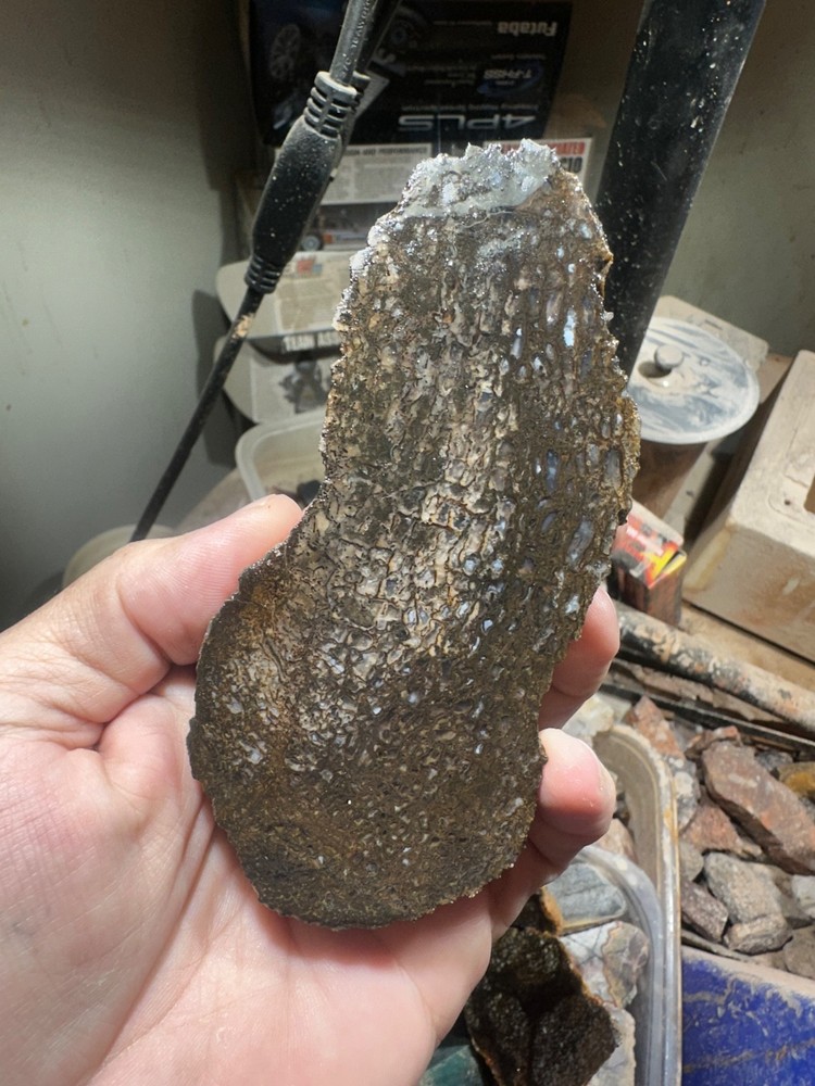Dinosaur bone rough **hxtled end cut.