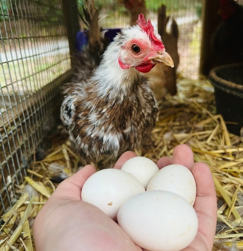 MINI MYSTERY HATCHING EGG MIX! 18+ Eggs Variety Pack