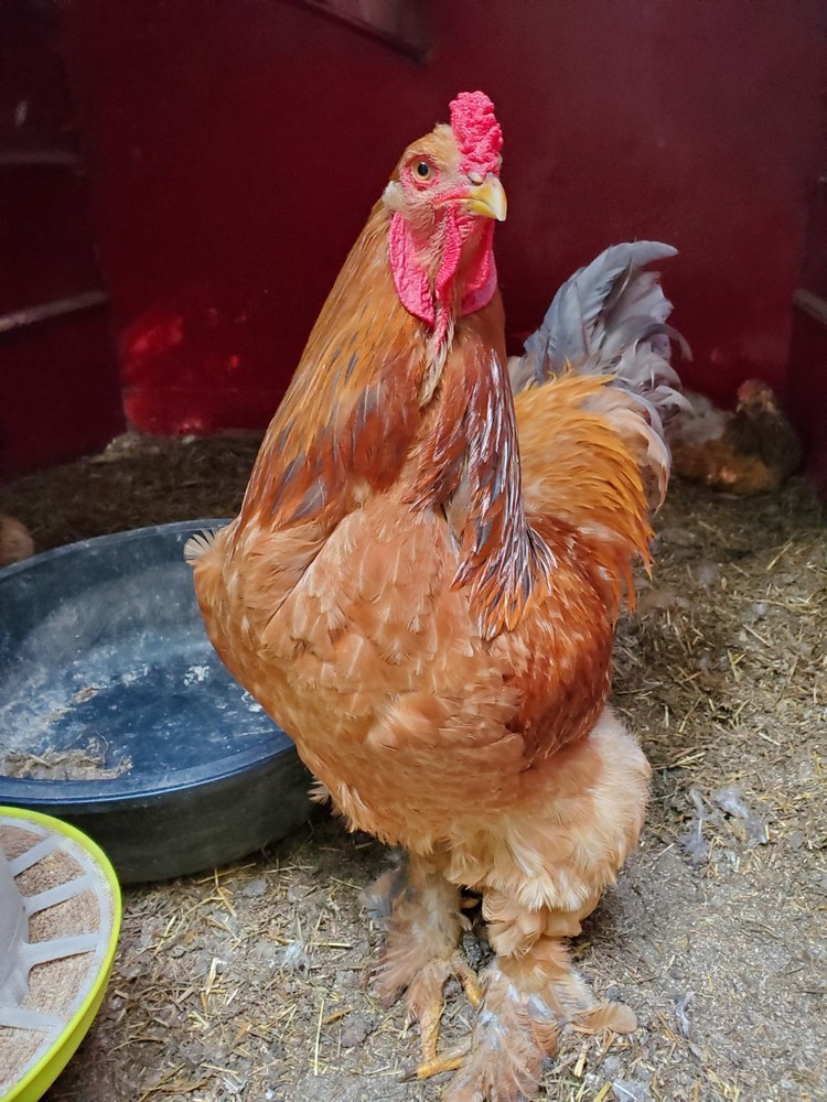 Blue Buff Columbia Brahma Hatching Eggs 8+