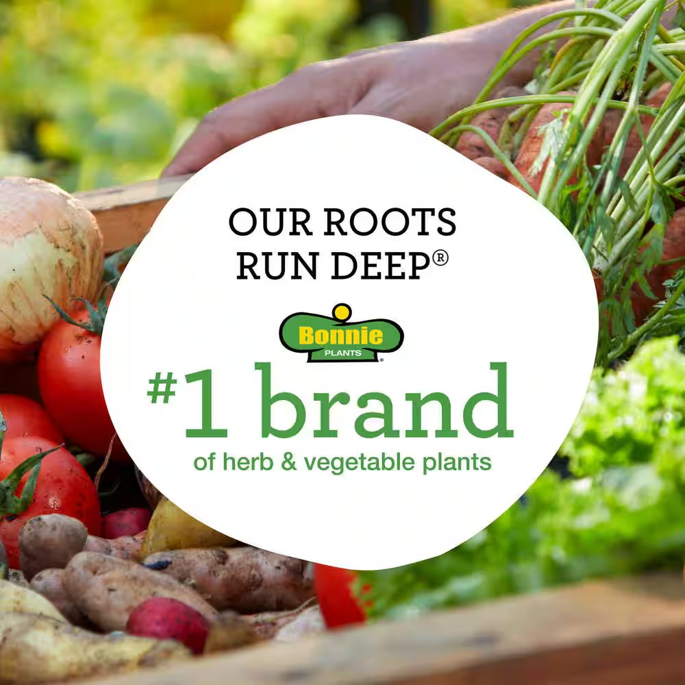 19 Oz. Rosemary Plant, 2-Pack