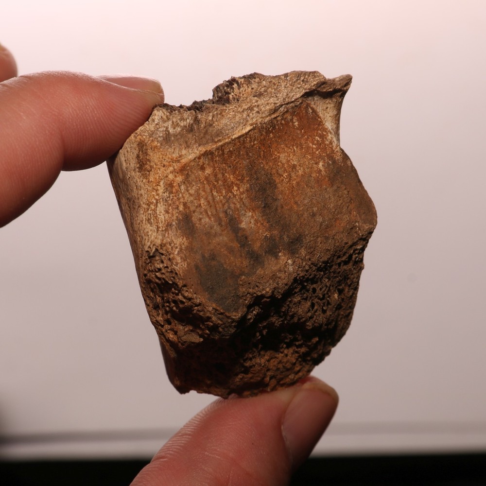Dinosaur Bone Fossil - Hell Creek Formation - Cretaceous