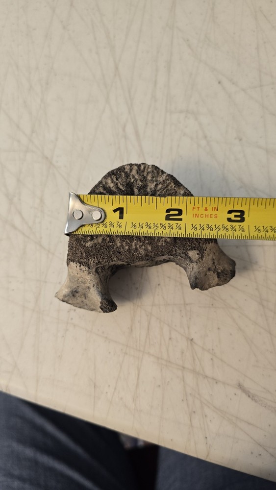 Fossilized Mosasaurus? Vertebra? Reptile Bone? Dinosaur? Real? Replica? READ