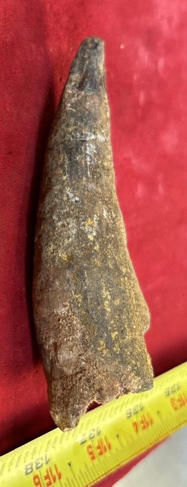 Authentic 4” Spinosaurus Tooth Fossil