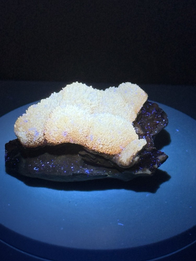 RADIANT Fluorescent & Phosphorescent Orange Calcite Crystal Cluster - Morocco
