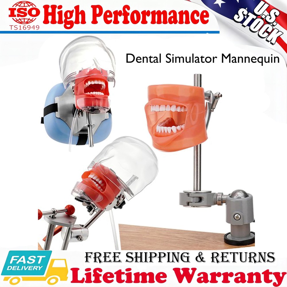 US Dental Simulator Mannequin Head Teeth Model Typodont Model &Teeth Mount Pole