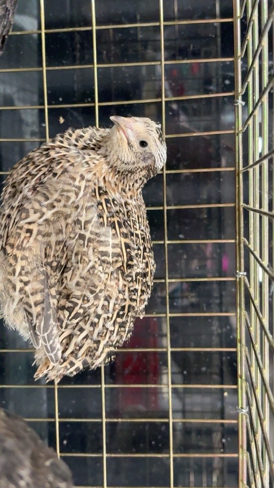 Coturnix hatching eggs unique colors 15 hatching eggs