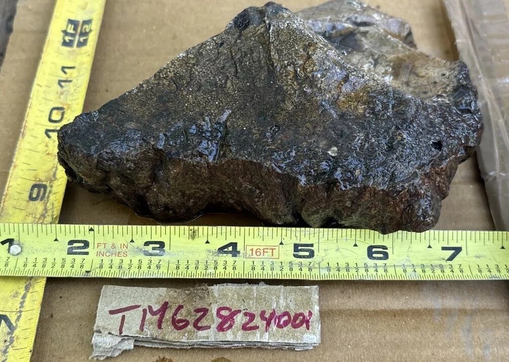 Tempskya petrified Palmwood