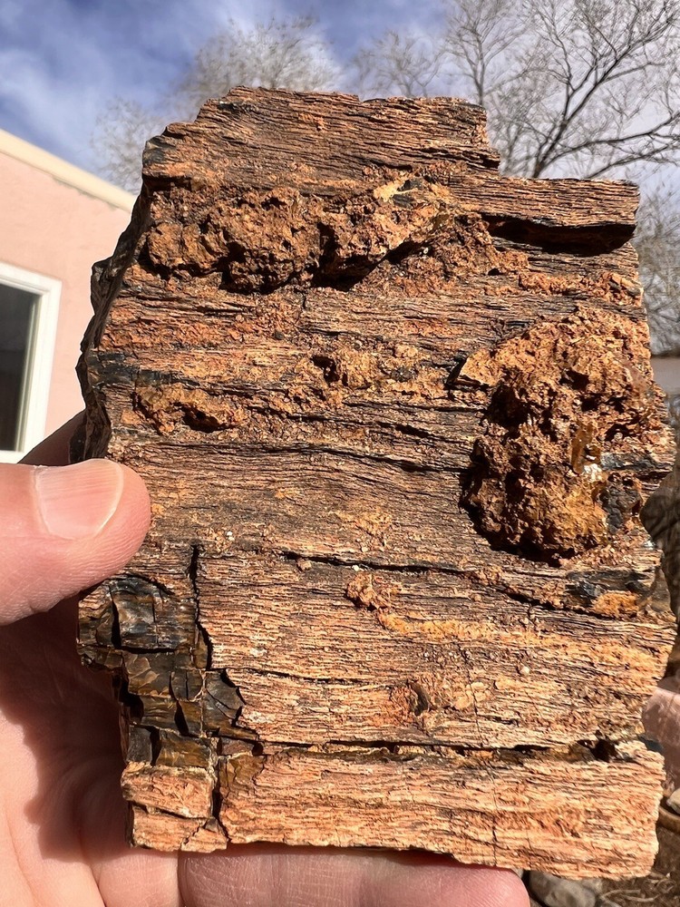 DoBell Ranch Petrified Wood