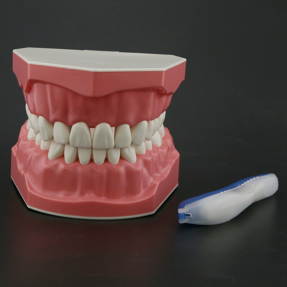 Dental Standard 1:1 Teeth Model With Fixes Braces Brushing Flossing Practice