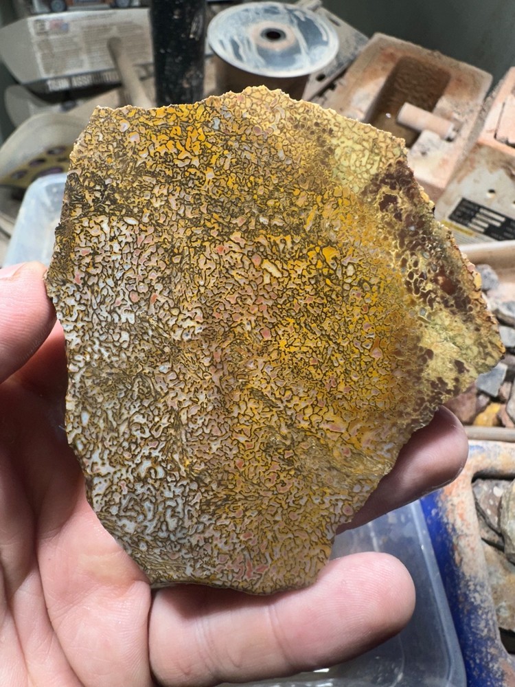 Dinosaur bone rough high grade slab.