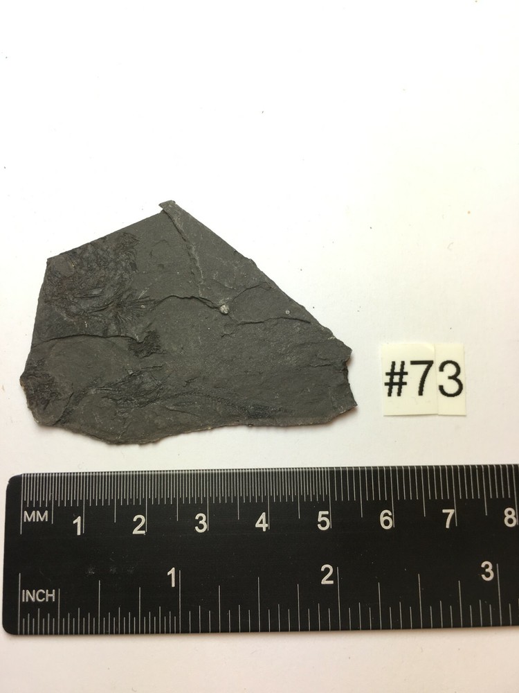 FOSSIL FISH EOMYCTOPHUM