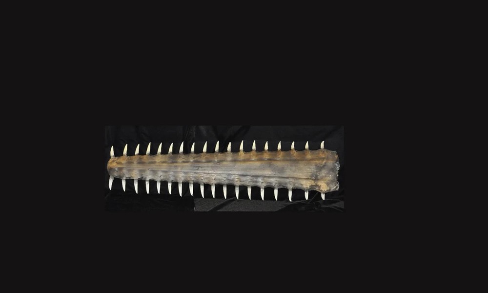 Large tooth Sawfish Bill REPLICA.