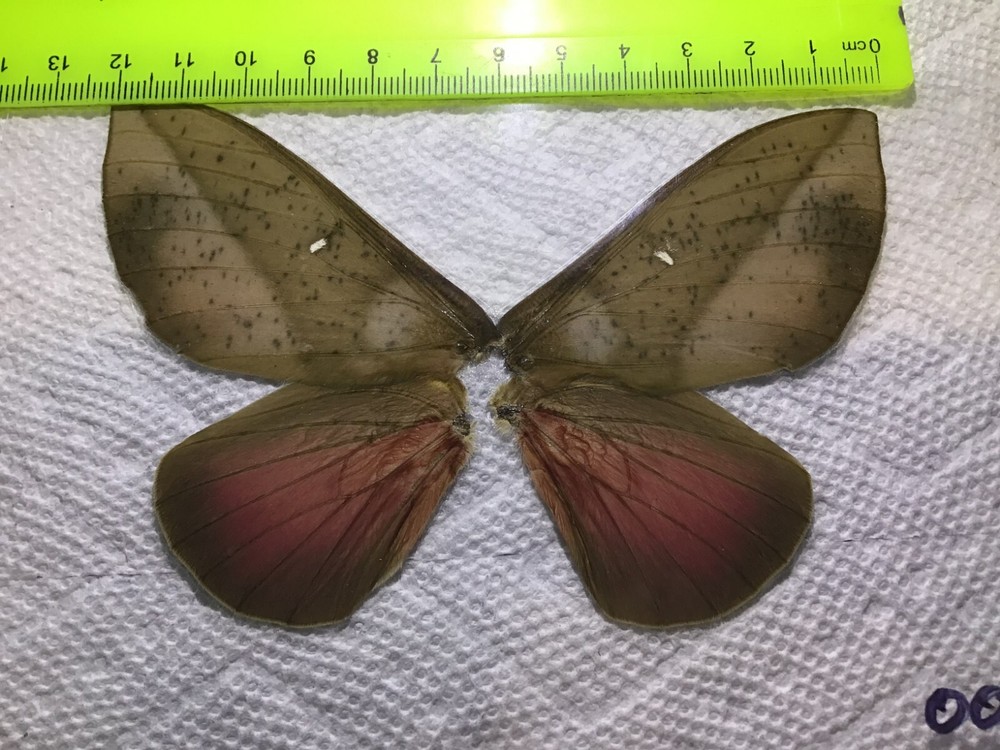 LPSA 00  A+/ A      FEMALE Butterflies