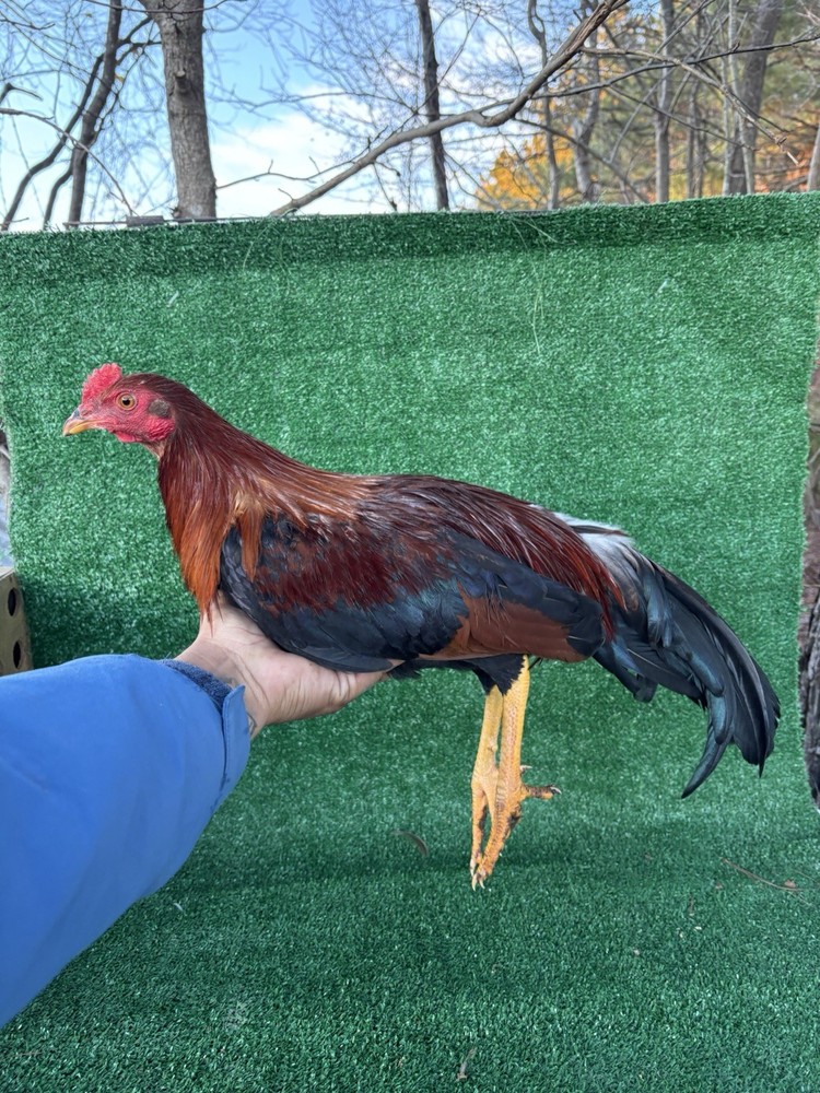 Asil/ylhHatching ,Eggs,  poultry, chicken