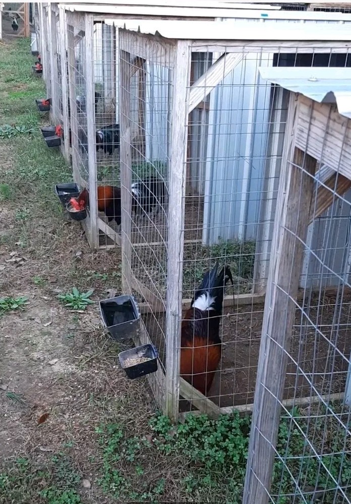 12 Chicken Hatching Eggs.