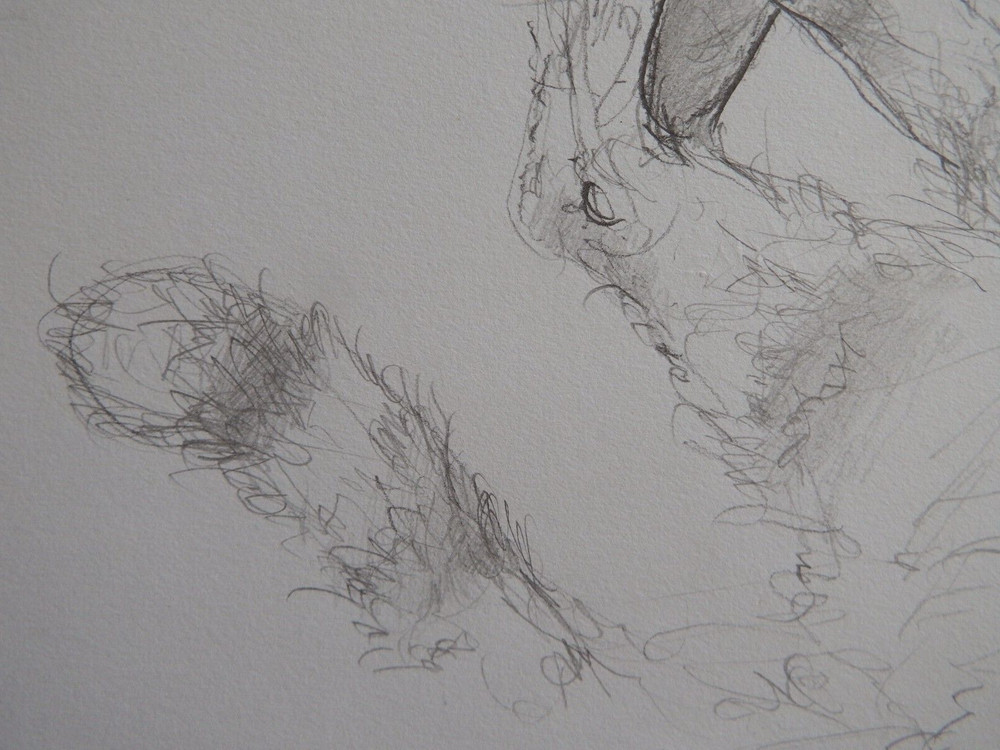 Pencil drawing cat curled sleeping