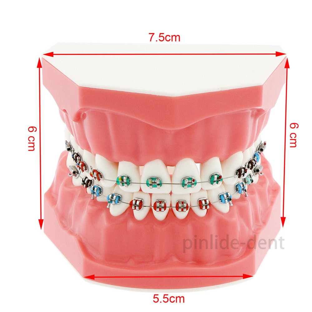 Dental Orthodontic Teeth Model Typodont Demonstration Model with Brackets