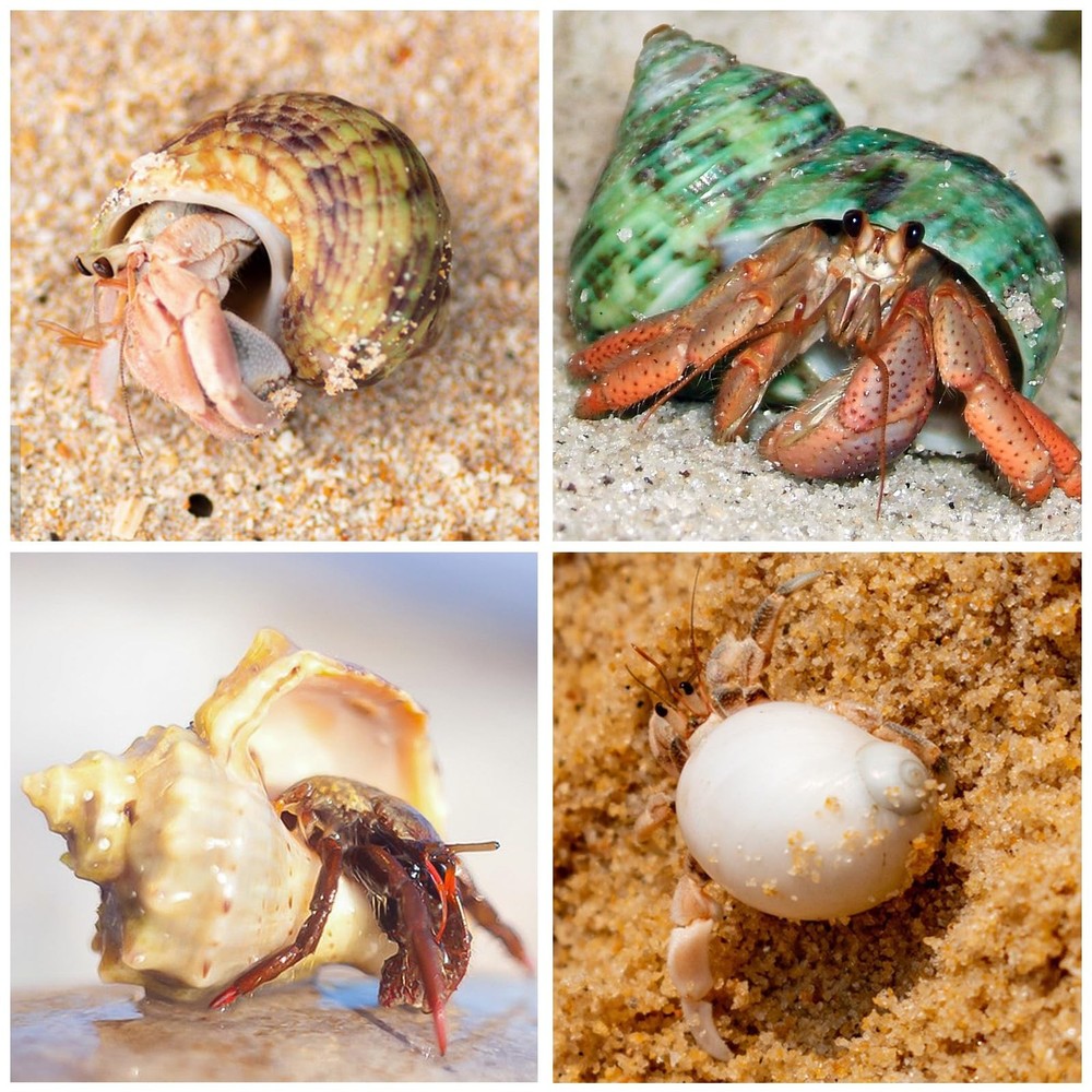 Assorted Natural Hermit Crab Shells 21PCS | 1.3-3.2 Sizes for Crabs