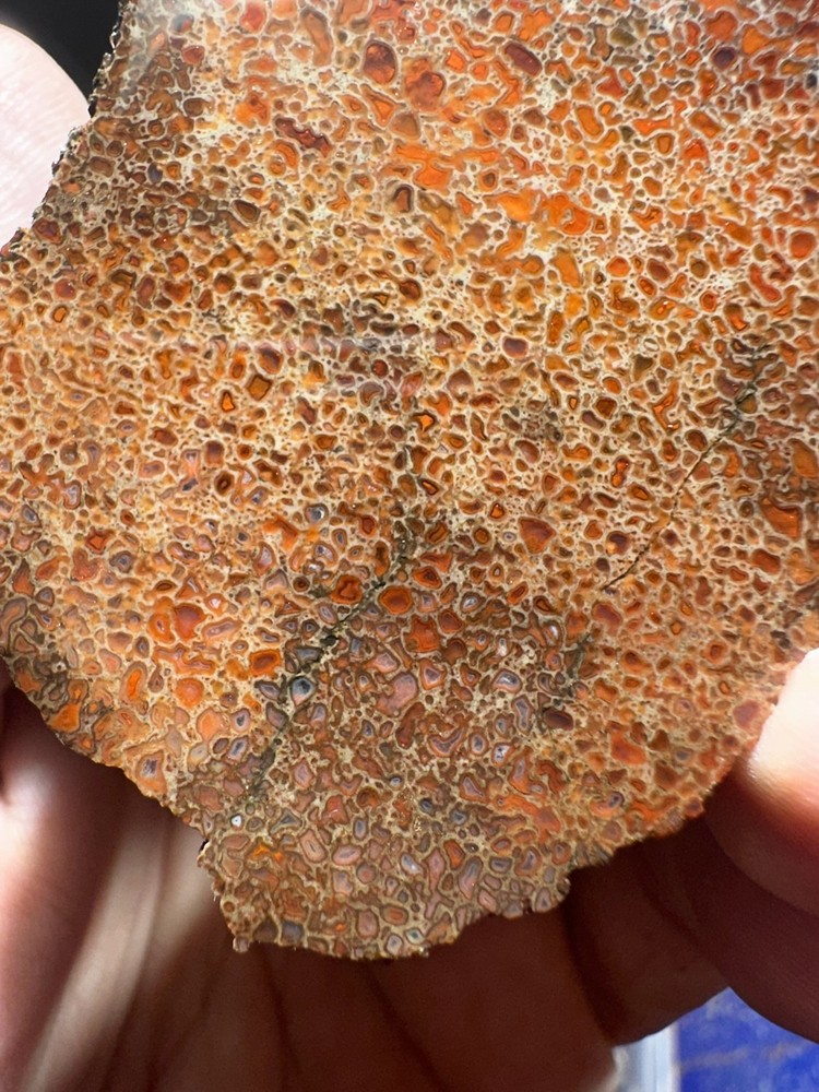 Dinosaur bone rough **hxtled end cut.
