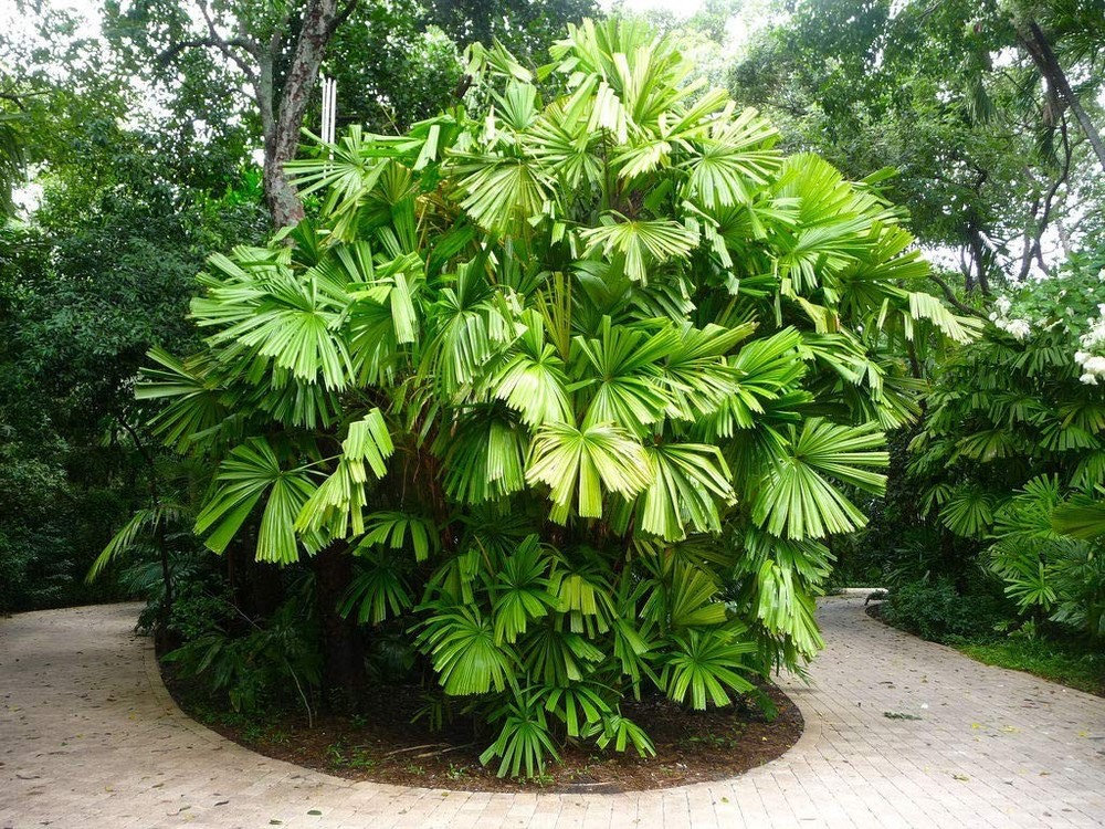 LIVE PLANT 2ft Licuala spinosa Mangrove Fan Palm Spiny Licuala