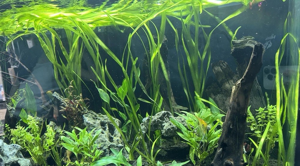10+ Jungle Val