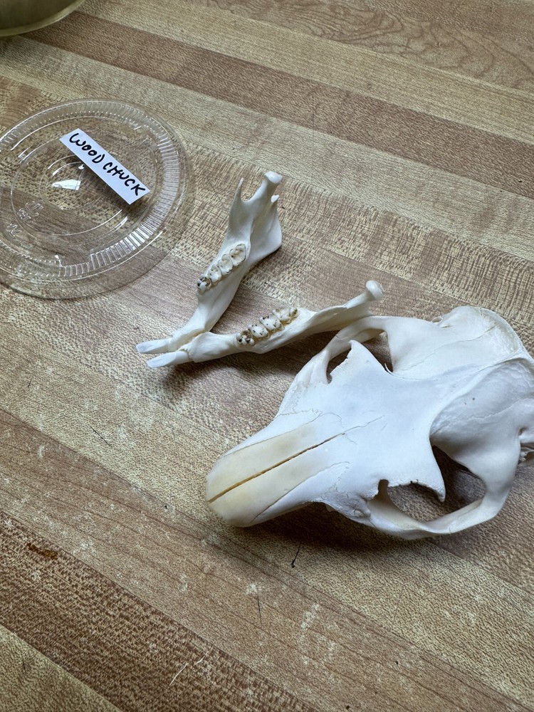 Real Bone Ground Hog ( Woodchuck ) Skull