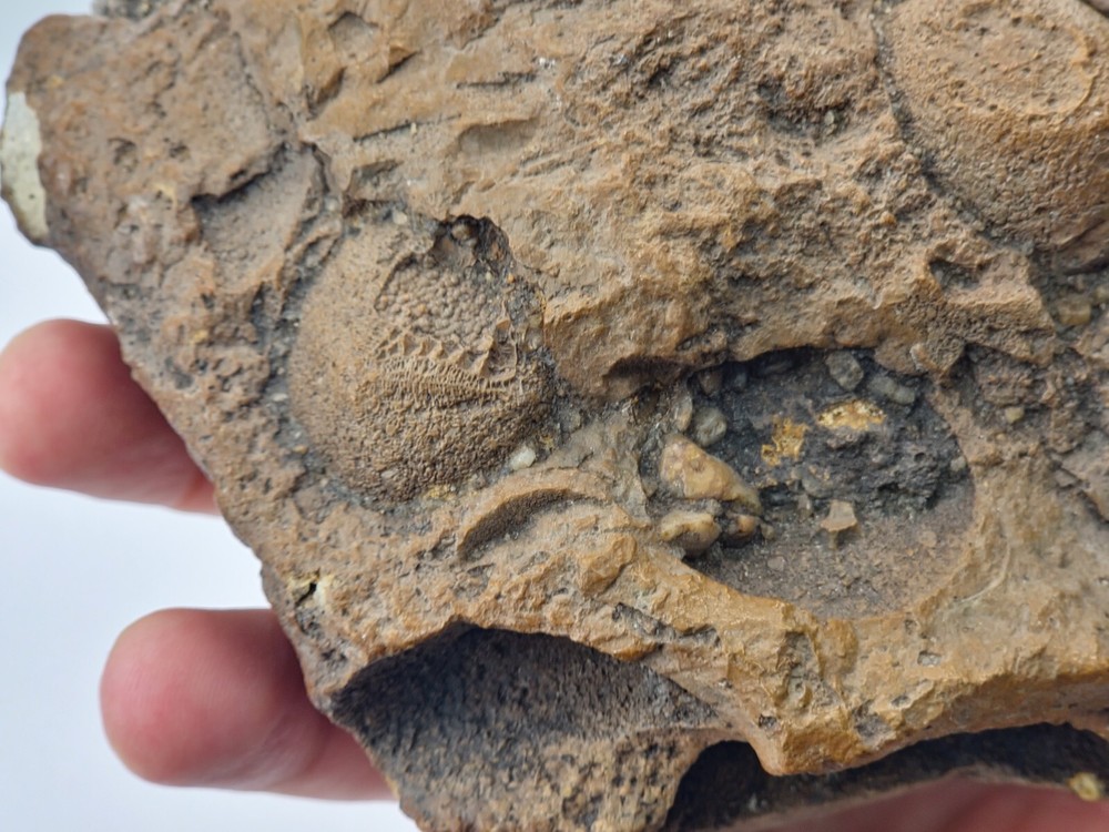 Inverterbrate Plate - Echinoid (Rhyncholampas?) - Peace River, FL