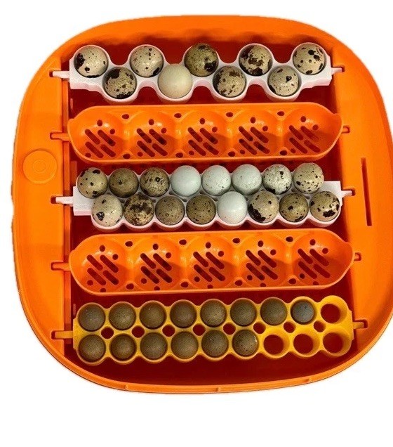 ChickCozy Regular Quail Egg Whole Basket (Set Of 2)