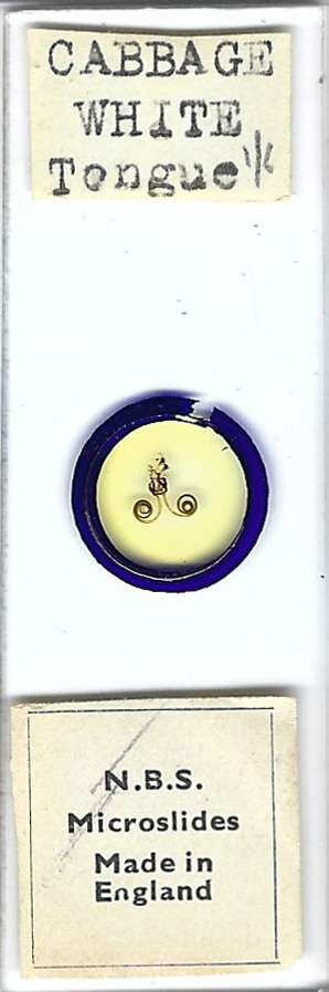 Cabbage White Butterfly Tongue Microscope Slide