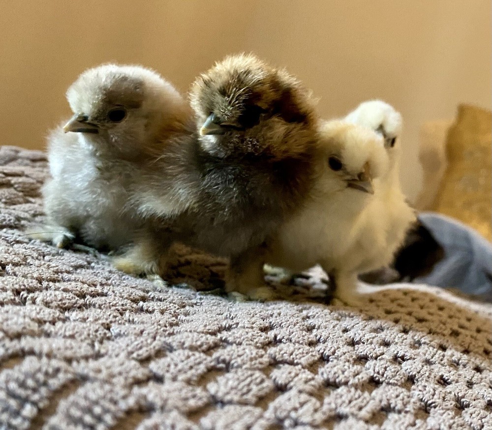 6 Bearded/Crested Show Quality Silkie chicken hatching eggs