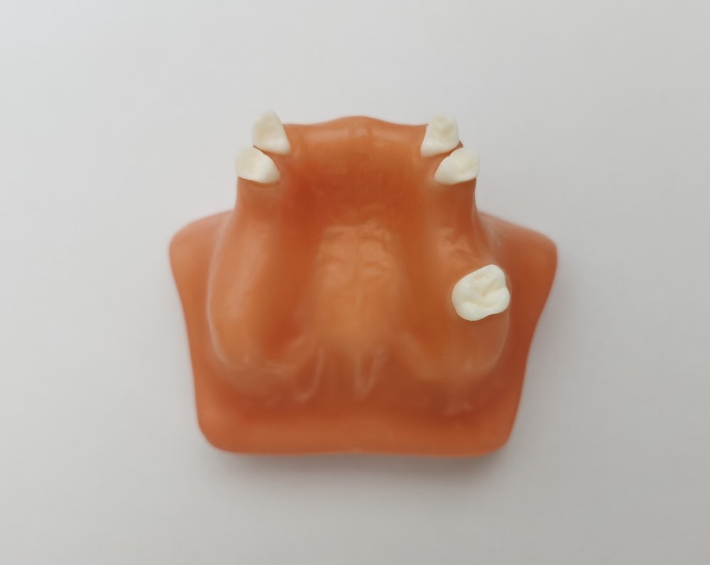 1pc Dental Maxillary Sinus Lift Model Typodont Practice Model Show