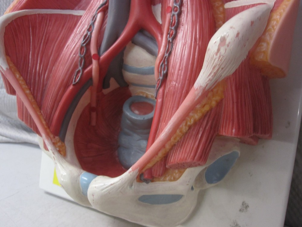 3B Scientific Dual Sex Urinary System Model