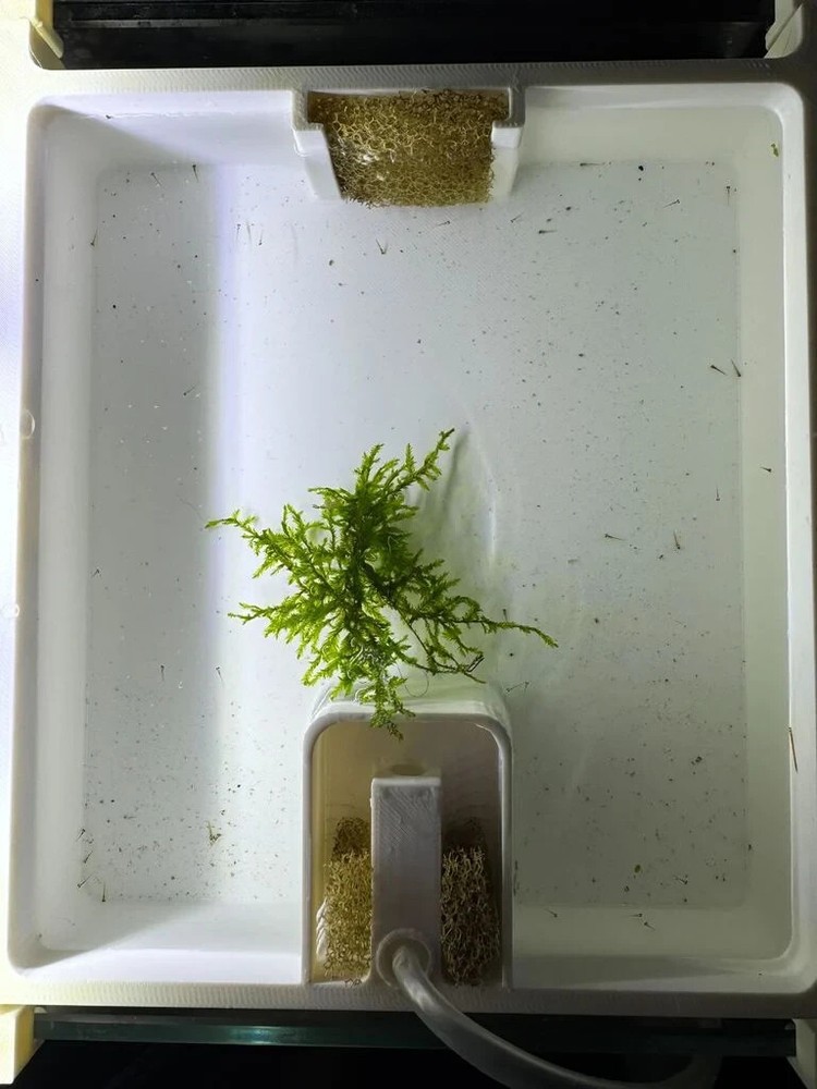 Fry Breeding Tray 3d Printed