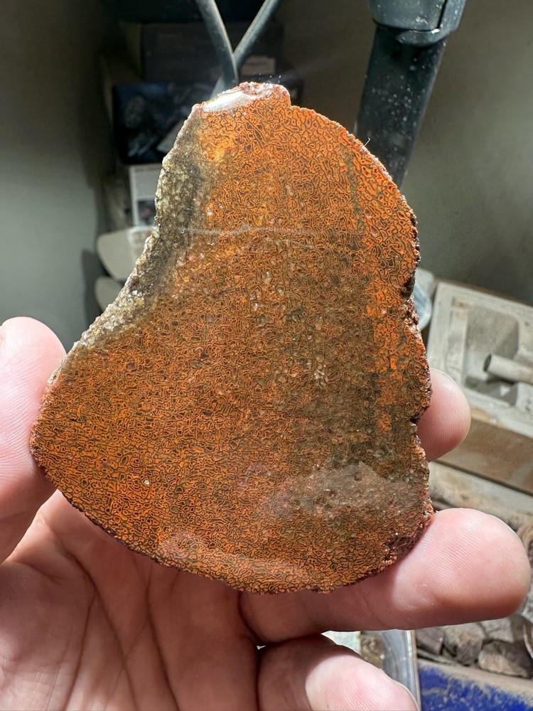 Dinosaur bone rough **hxtled end cut.