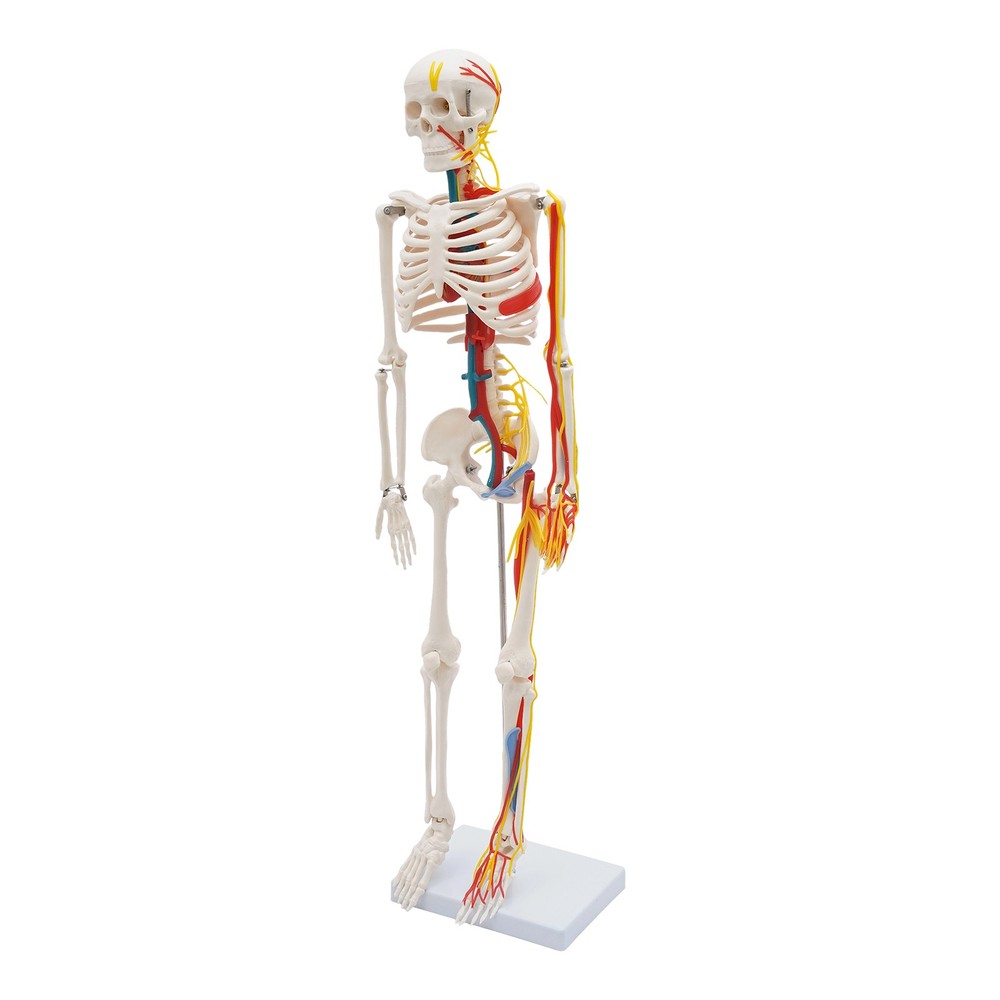 Human Skeleton Model PVC Skeleton Model For Medical Classrooms, Laboratories