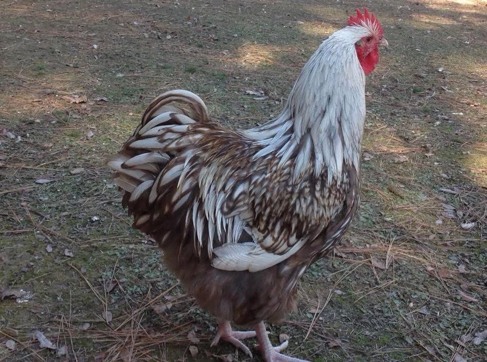 6++ Chocolate and Silver Laced Chocolate Orpington Hatching Eggs