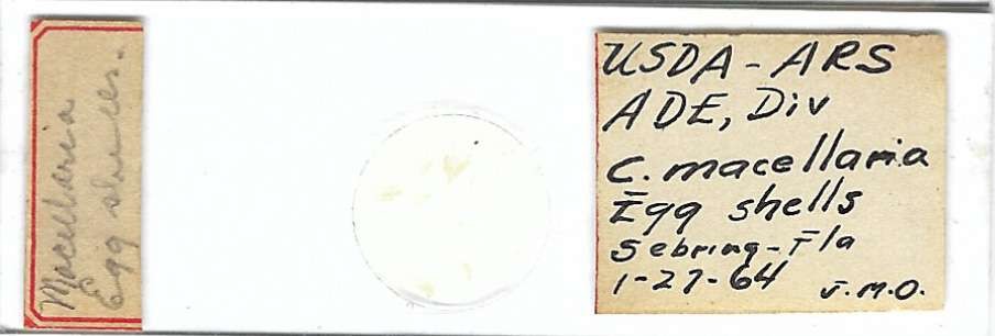 Secondary Screwworm Cochliomyia macellaria Egg Shells Microscope Slide