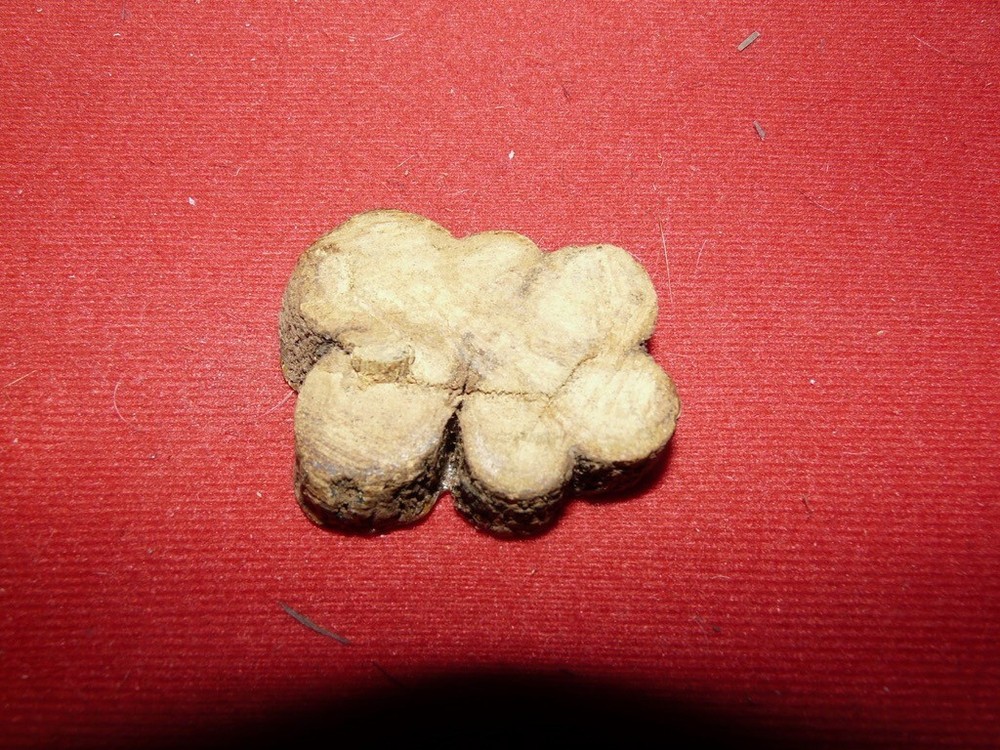 PERU AMAZON AYAHUASCA VINE SMALL CARVING CROSS SECTION