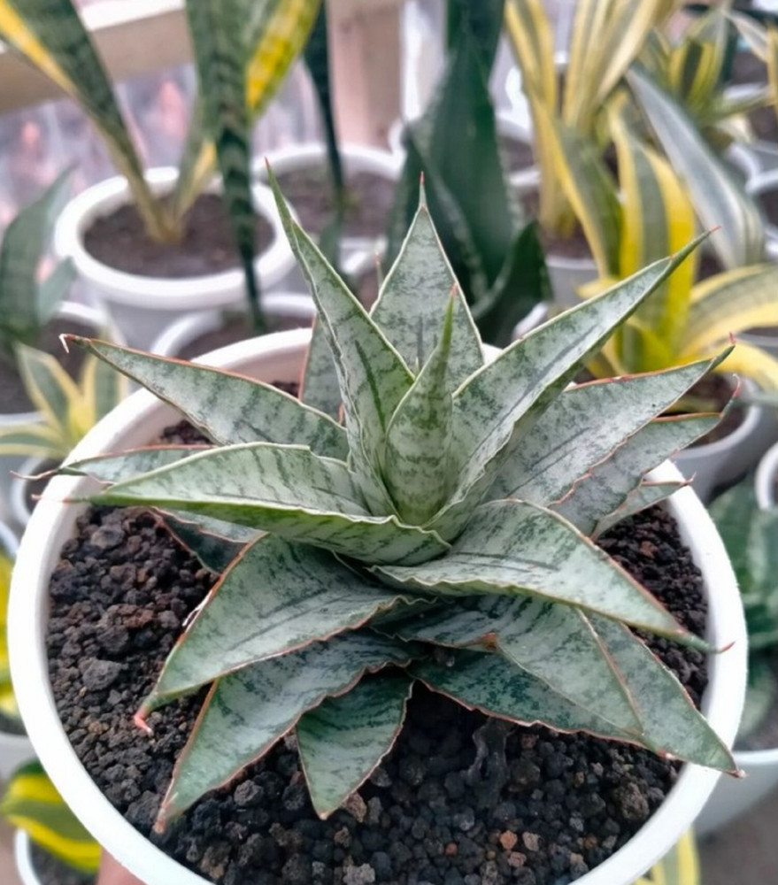 Sansevieria Sweet Celery Free Phytosanitary Certificate