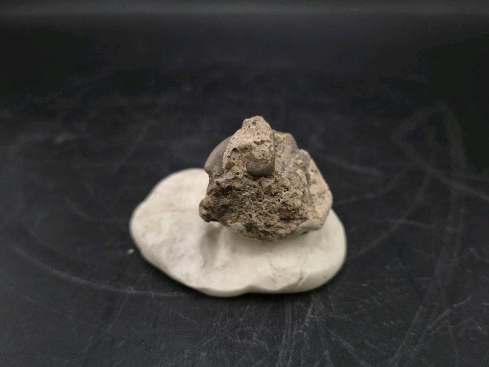 Real Fossil Dinosaur Egg Embro Permineralized Uv Reactive