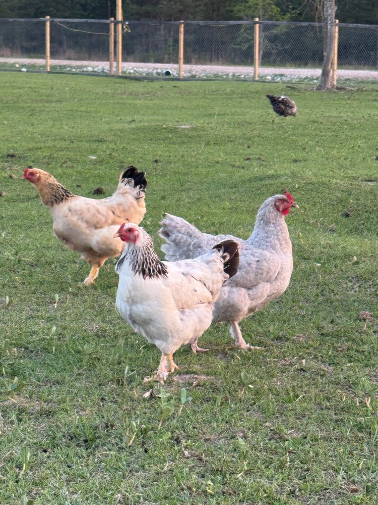 24 Rare Breed Mix Chicken Eggs