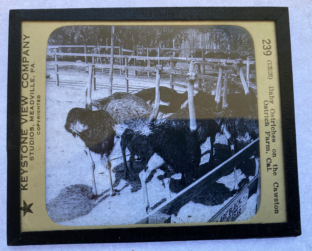 KEYSTONE MAGIC LANTERN SLIDE 239 OSTRICH FARM CA 1920s